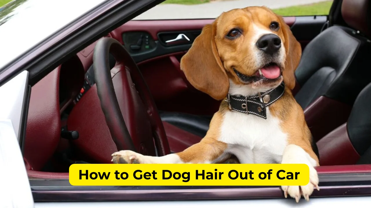 How to Get Dog Hair Out of Car